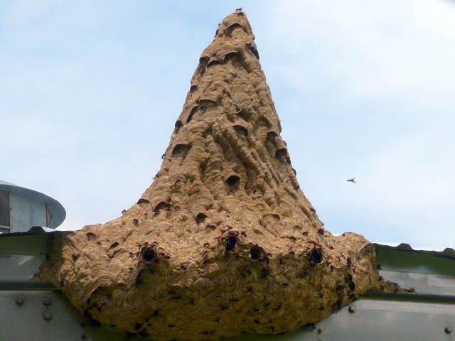 wasp nest